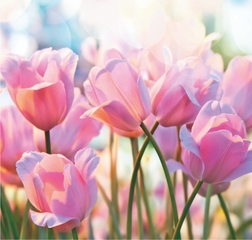 Весенние тюльпаны /6л/ 210*200 Фотообои Bellissimo
